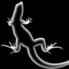 Black_lizard