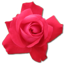 rose-cerise