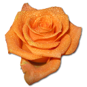 rose-orange-2