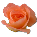 rose-peach-2