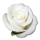 rose-white-1