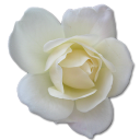 rose-white-2