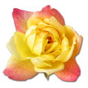 rose-yellow-2