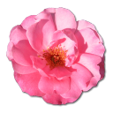 wild-rose-pink-1