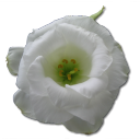 wild-rose-white-1