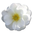 wild-rose-white-2