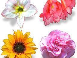 Bouquet_icons