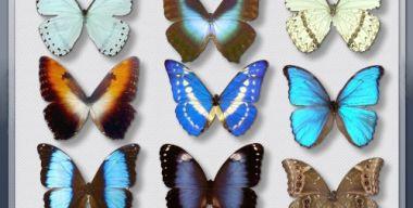 Morpho