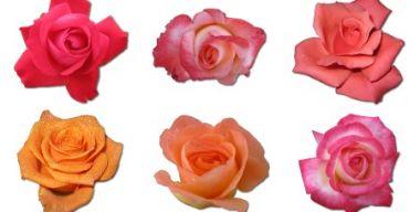 Rose Icons