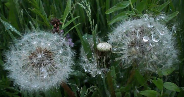 Dandelions and rain - Живые обои Природа