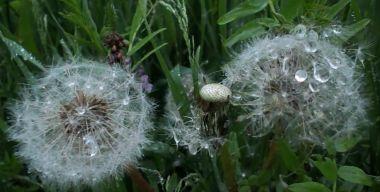 Dandelions and rain