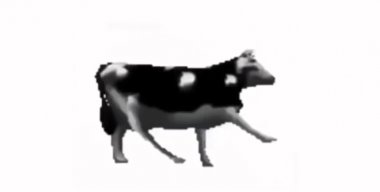 Polish cow