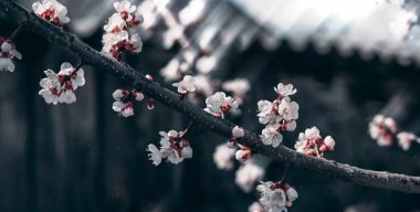 Blooming Prunus Persica