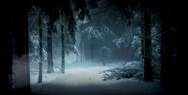 Winter forest