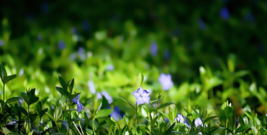 Gentian flowers 4k