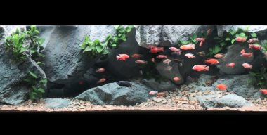 Large aquarium